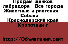 Продам щенков лабрадора - Все города Животные и растения » Собаки   . Краснодарский край,Кропоткин г.